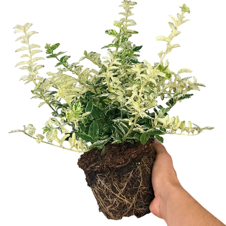 Euonymus Harlequin - Frankton's