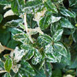 Euonymus Harlequin - Frankton's