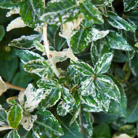 Euonymus Harlequin - Frankton's