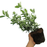 Euonymus Kathy - Frankton's