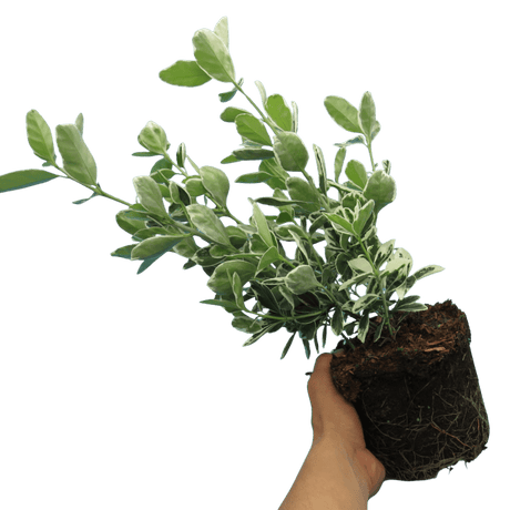 Euonymus Kathy - Frankton's