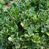 Euonymus Kathy - Frankton's