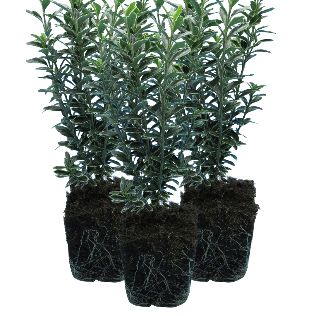 EUONYMUS MICROPHYLLUS ALBOVARIEGATUS - Frankton's