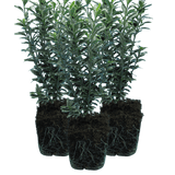 EUONYMUS MICROPHYLLUS ALBOVARIEGATUS - Frankton's