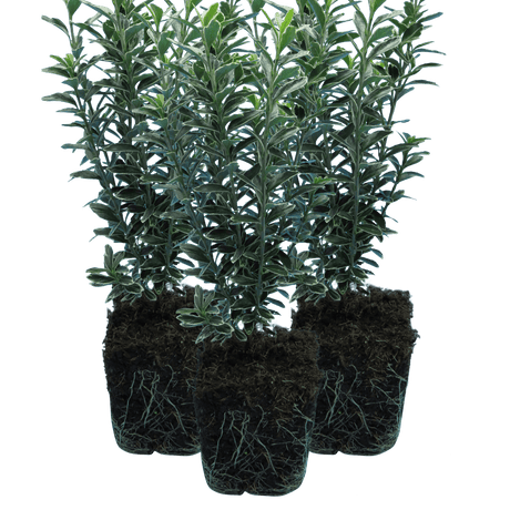 EUONYMUS MICROPHYLLUS ALBOVARIEGATUS - Frankton's