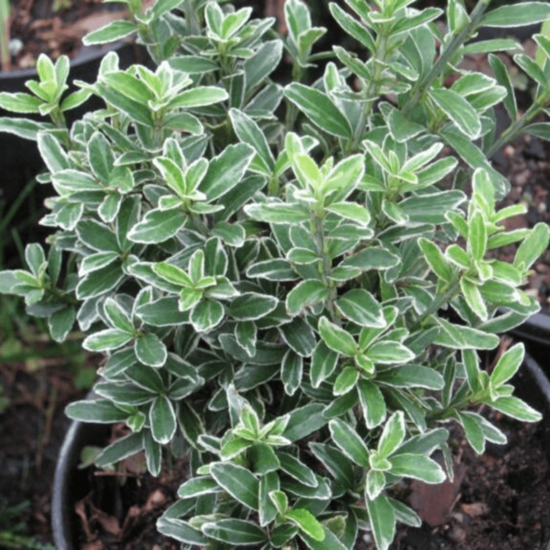 EUONYMUS MICROPHYLLUS ALBOVARIEGATUS - Frankton's