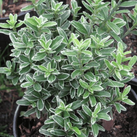 EUONYMUS MICROPHYLLUS ALBOVARIEGATUS - Frankton's