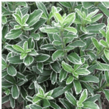 EUONYMUS MICROPHYLLUS ALBOVARIEGATUS - Frankton's