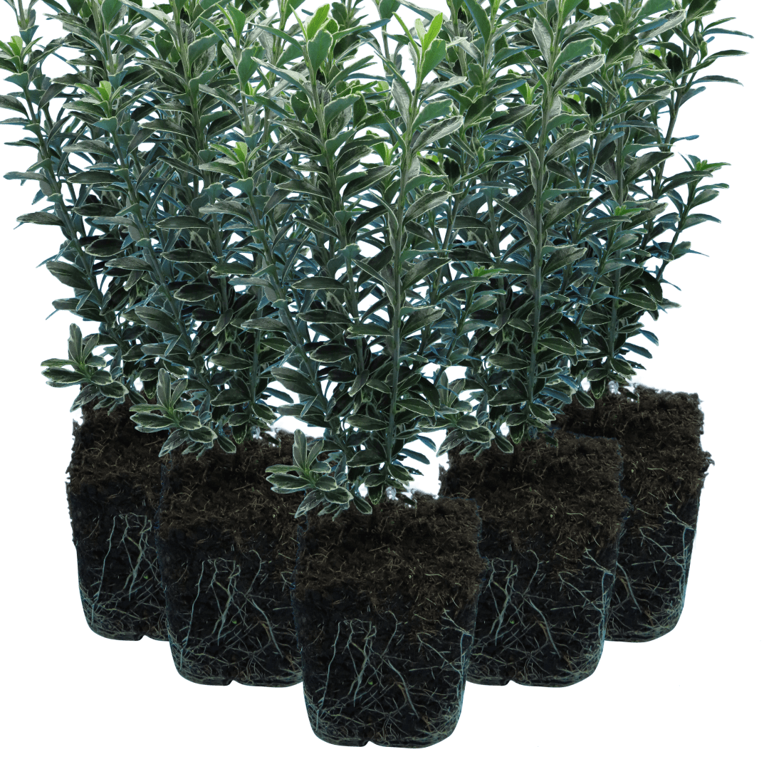 EUONYMUS MICROPHYLLUS ALBOVARIEGATUS - Frankton's
