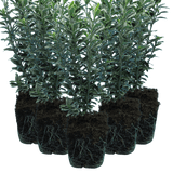 EUONYMUS MICROPHYLLUS ALBOVARIEGATUS - Frankton's