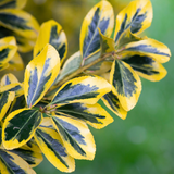 Euonymus Microphyllus Aureomarginatus - Frankton's