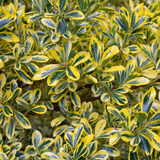 Euonymus Microphyllus Aureomarginatus - Frankton's