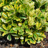 Euonymus Ovatus Aureus - Frankton's