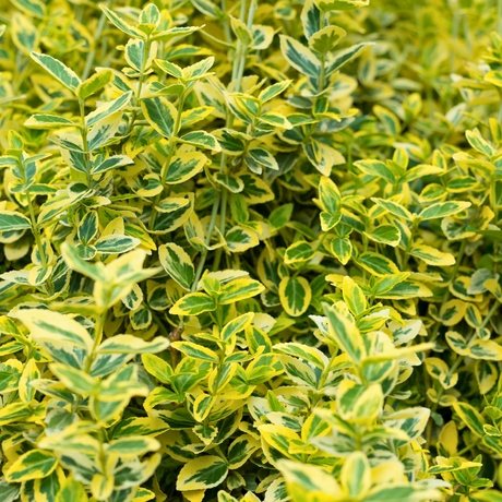 Euonymus Ovatus Aureus - Frankton's