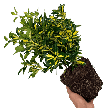 Euonymus Ovatus Aureus - Frankton's