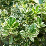 Euonymus President Gauthier - Frankton's