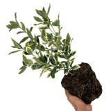 Euonymus President Gauthier - Frankton's