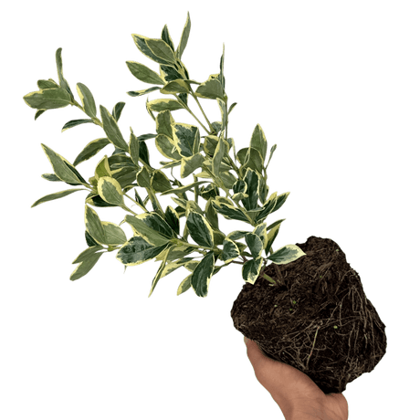 Euonymus President Gauthier - Frankton's