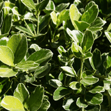 Euonymus President Gauthier - Frankton's