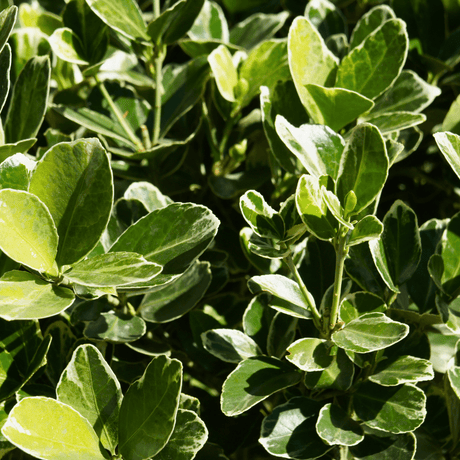 Euonymus President Gauthier - Frankton's