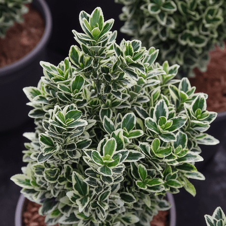 Euonymus White Spire - Frankton's