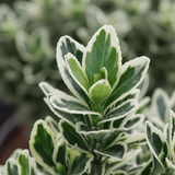 Euonymus White Spire - Frankton's