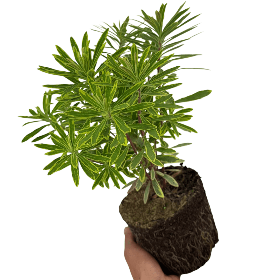 Euphorbia Ascot Rainbow - Frankton's