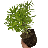 Euphorbia Ascot Rainbow - Frankton's