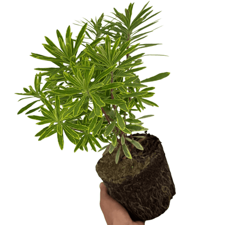 Euphorbia Ascot Rainbow - Frankton's