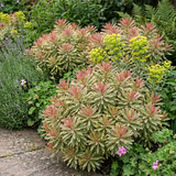 Euphorbia Ascot Rainbow - Frankton's