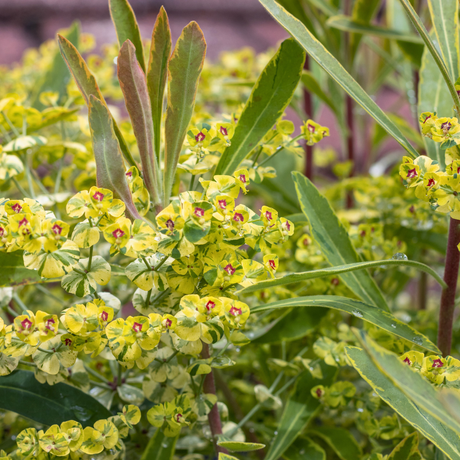 Euphorbia Ascot Rainbow - Frankton's