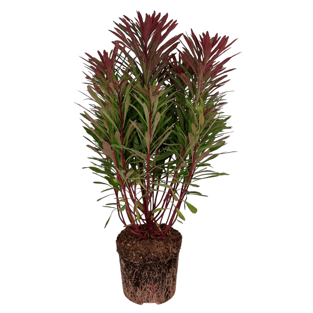 Euphorbia Miners Merlot - Frankton's