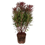 Euphorbia Miners Merlot - Frankton's