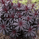 Euphorbia Miners Merlot - Frankton's