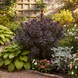 Euphorbia Miners Merlot - Frankton's