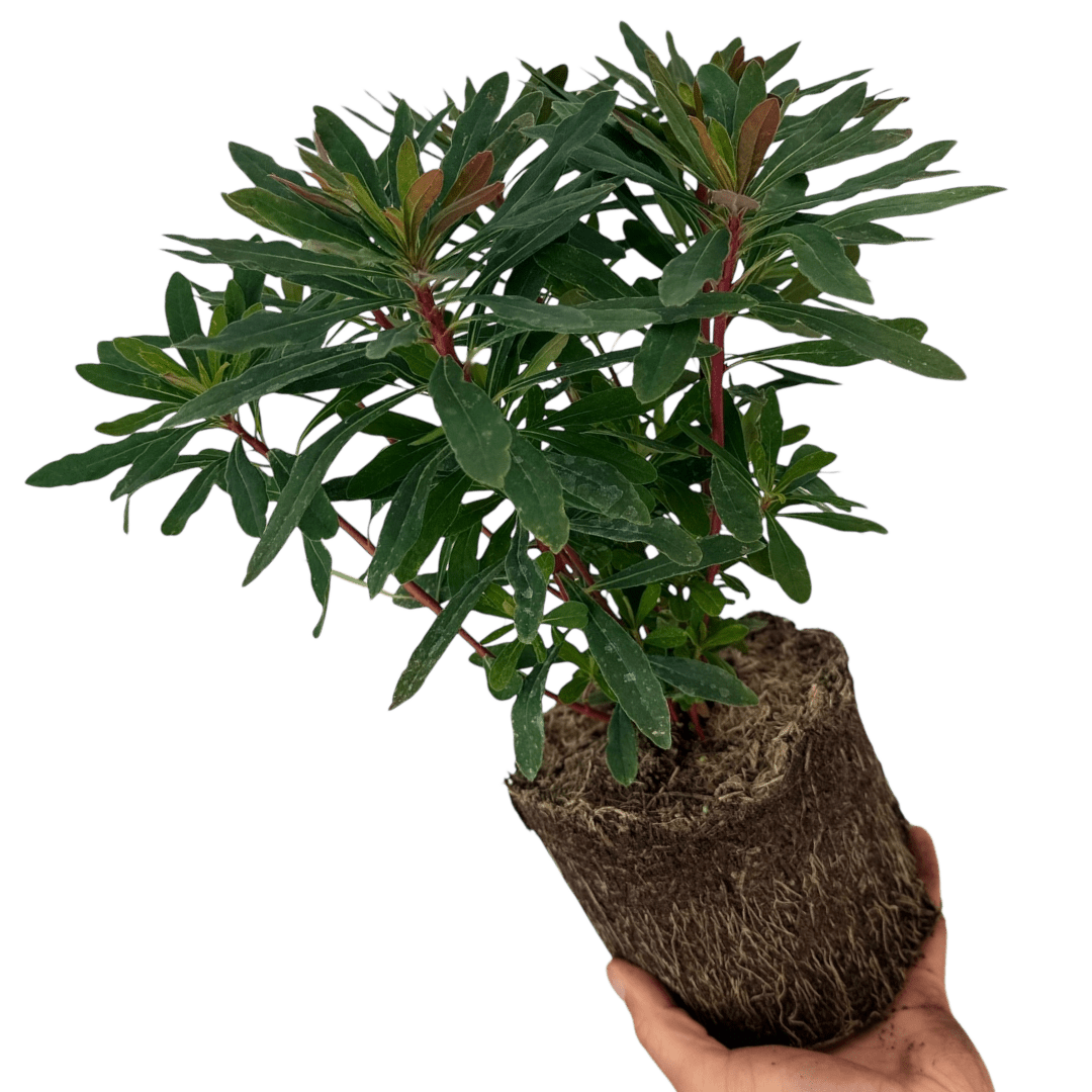 Euphorbia Purpurea - Frankton's