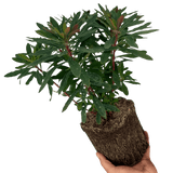 Euphorbia Purpurea - Frankton's