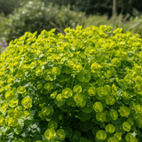 Euphorbia Robbiae - Frankton's