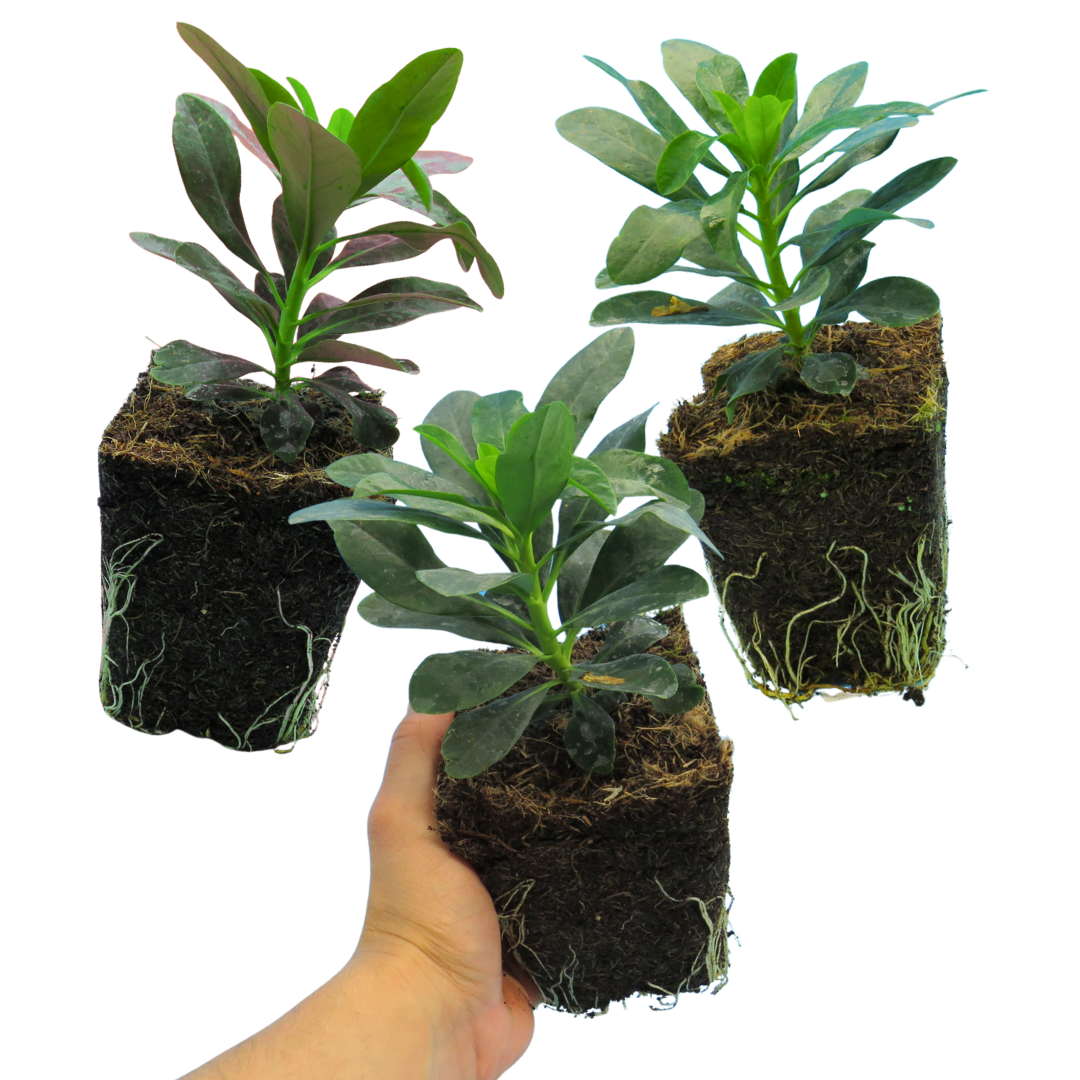 Euphorbia Robbiae - Frankton's