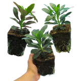 Euphorbia Robbiae - Frankton's