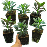 Euphorbia Robbiae - Frankton's