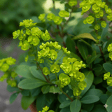 Euphorbia Robbiae - Frankton's