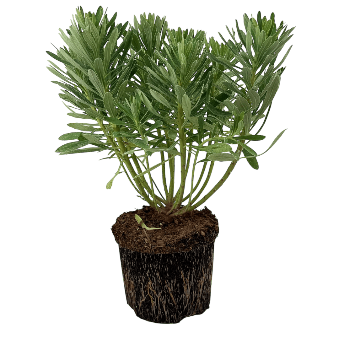 Euphorbia Silver Edge - Frankton's