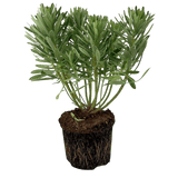 Euphorbia Silver Edge - Frankton's