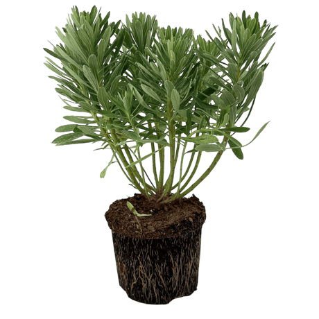 Euphorbia Silver Edge - Frankton's