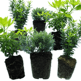 Evergreen Shrub - Euonymus, Choysia, Hebe - Frankton's