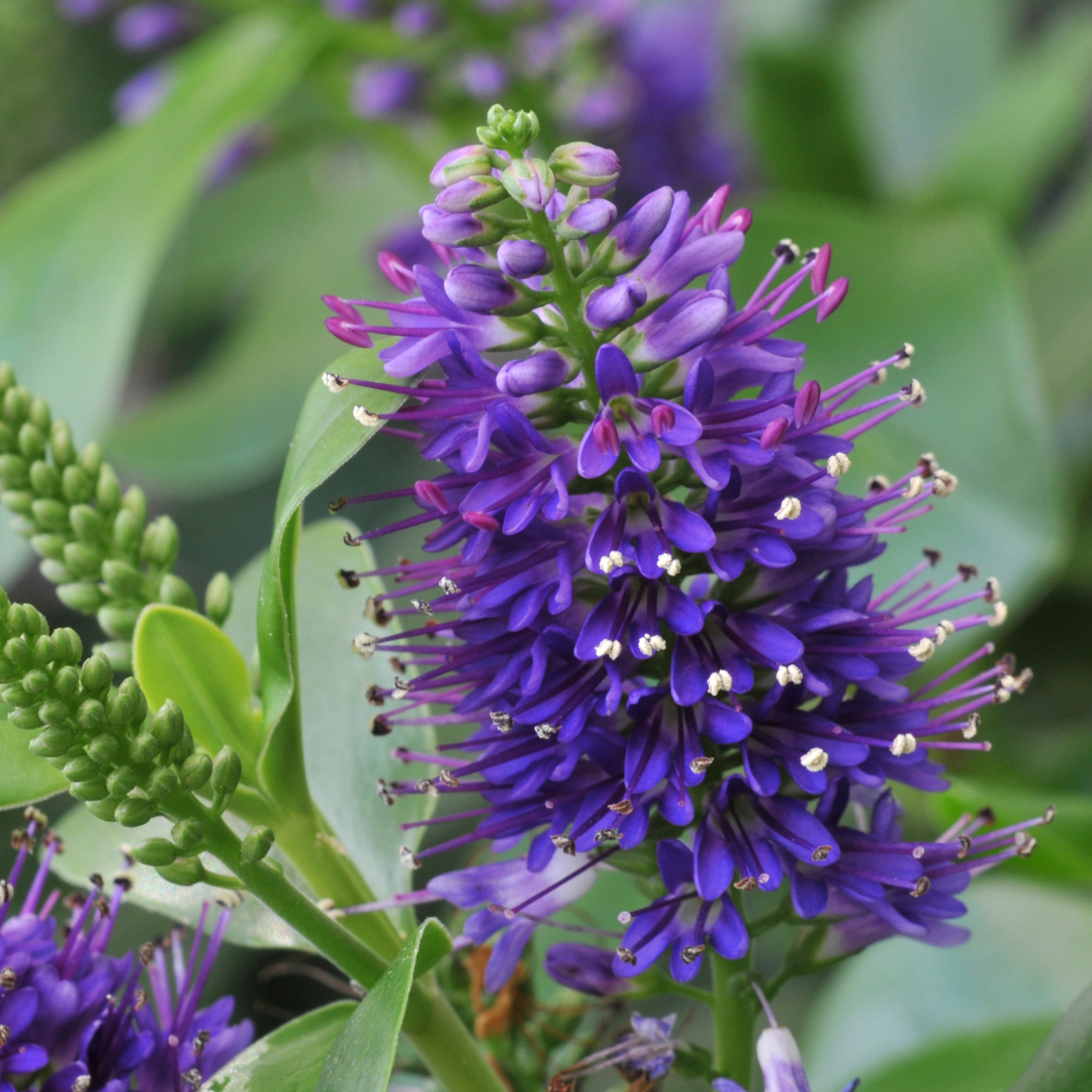 Evergreen Shrub - Euonymus, Choysia, Hebe - Frankton's