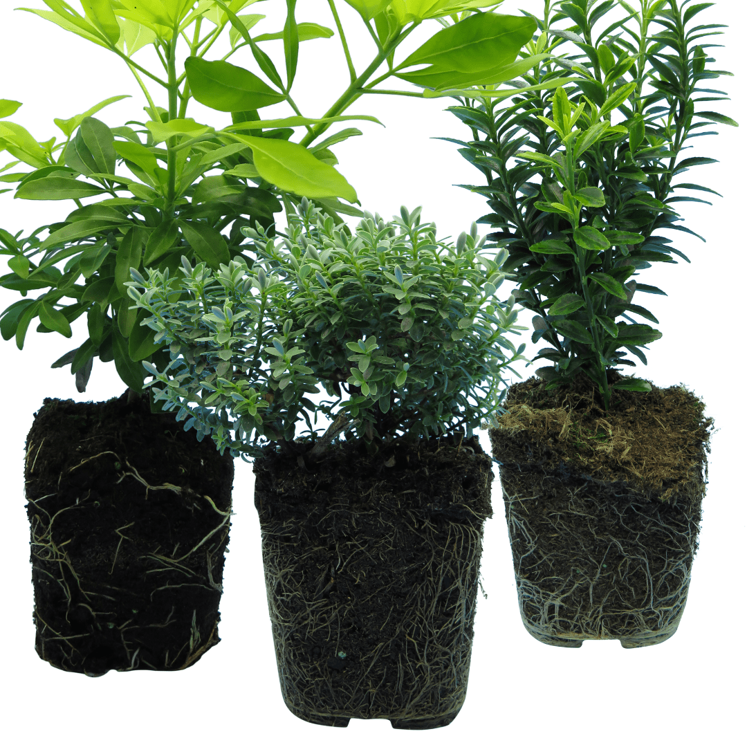 Evergreen Shrub - Euonymus, Choysia, Hebe - Frankton's