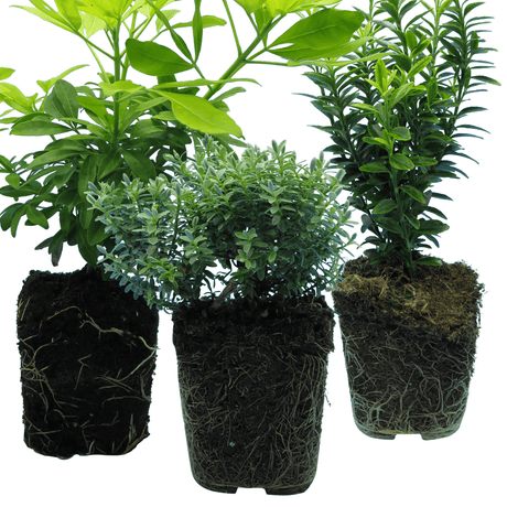 Evergreen Shrub - Euonymus, Choysia, Hebe - Frankton's