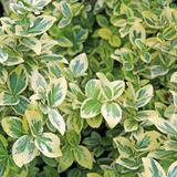 Evergreen Shrub - Euonymus, Choysia, Hebe - Frankton's